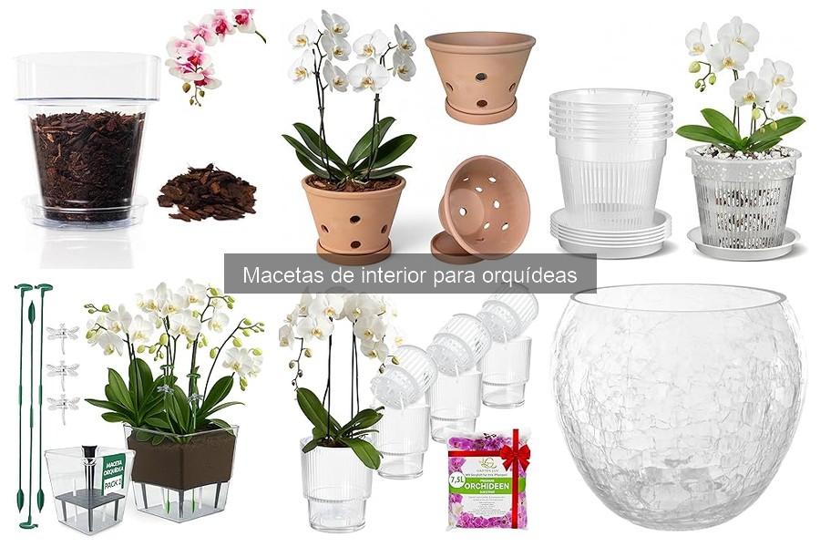 Mejores macetas para orquídeas de interior en 2023
