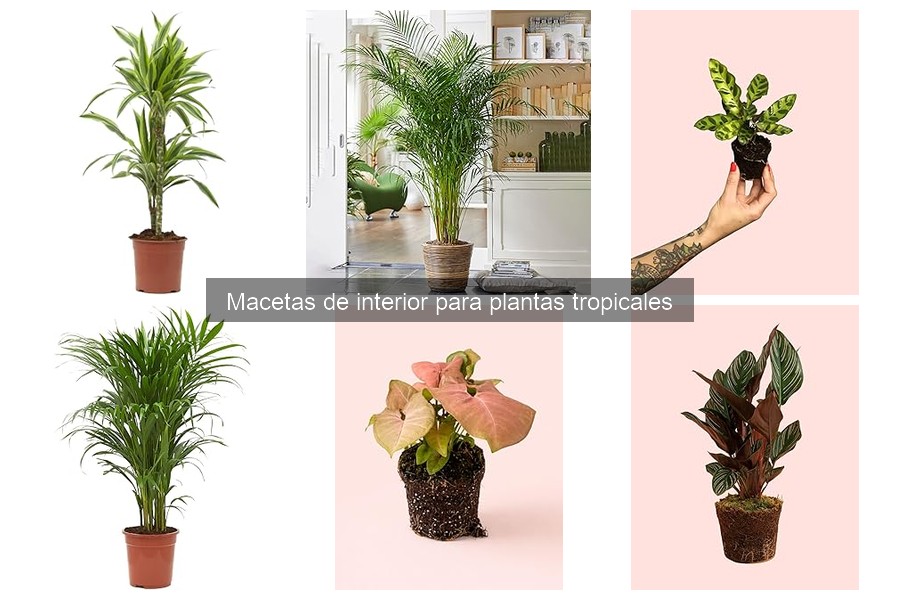 Mejores macetas para plantas tropicales de interior 2023