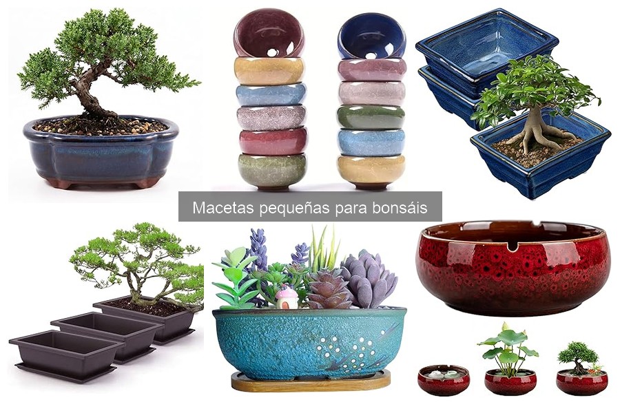 Mejores macetas pequeñas para bonsáis: comparativa 2023