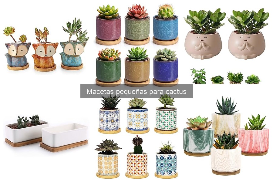 Mejores macetas pequeñas para cactus en 2023