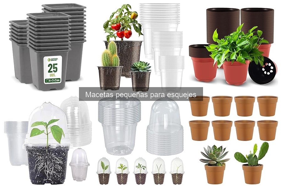 Mejores macetas pequeñas para esquejes en 2023