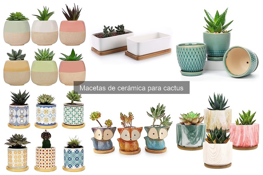 Mejores marcas de macetas de cerámica para cactus