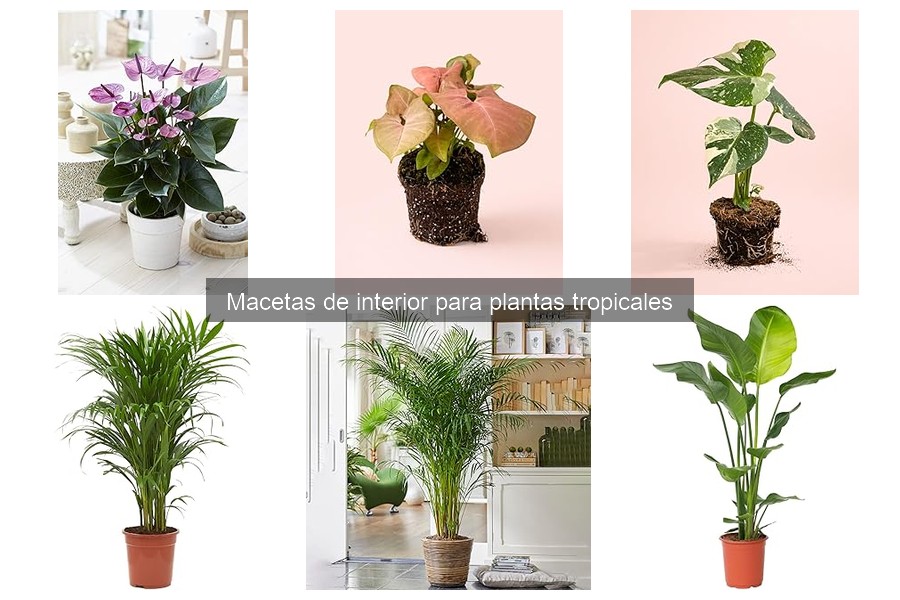 Mejores materiales para macetas de interior para plantas tropicales