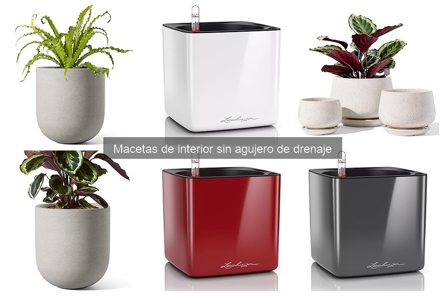 Mejores plantas para cultivar en macetas sin drenaje