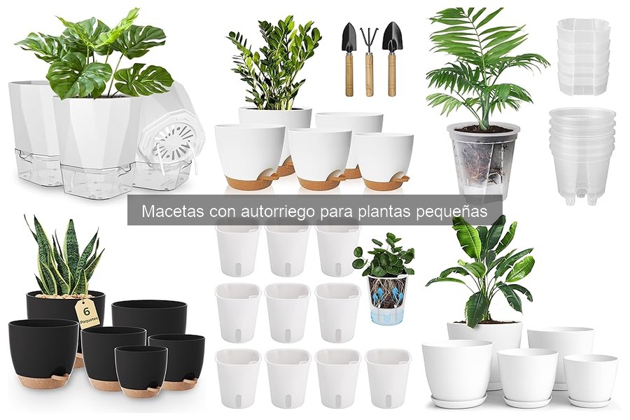 Mejores plantas para macetas con autorriego pequeñas