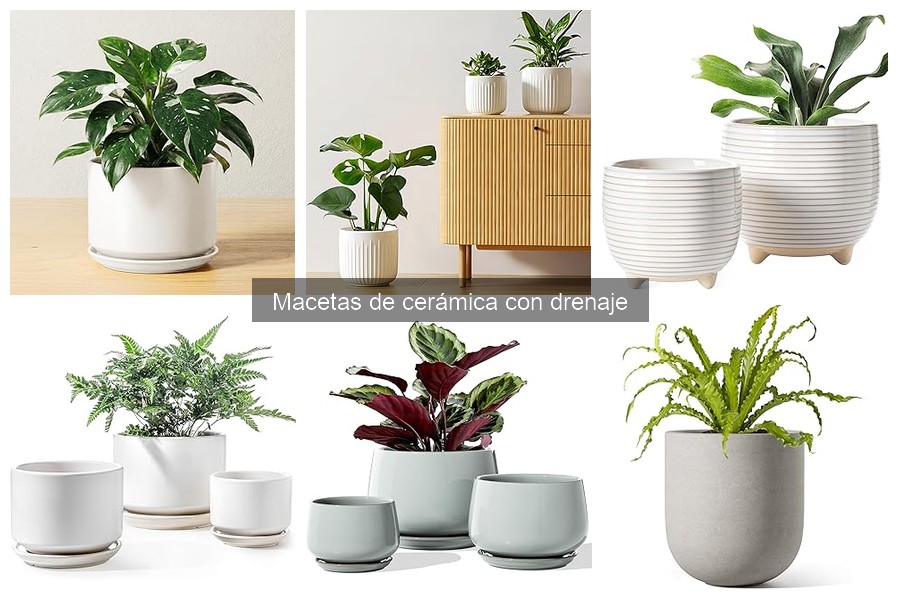 Mejores plantas para macetas de cerámica con drenaje