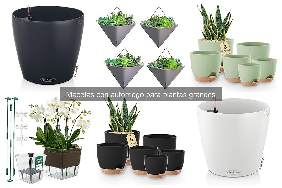 Plantas ideales para macetas con autorriego grandes