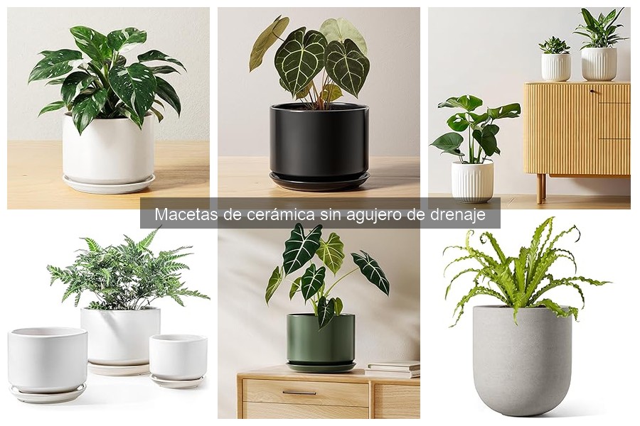 Plantas ideales para macetas de cerámica sin drenaje