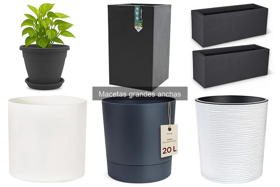 Plantas ideales para macetas grandes anchas: guía completa