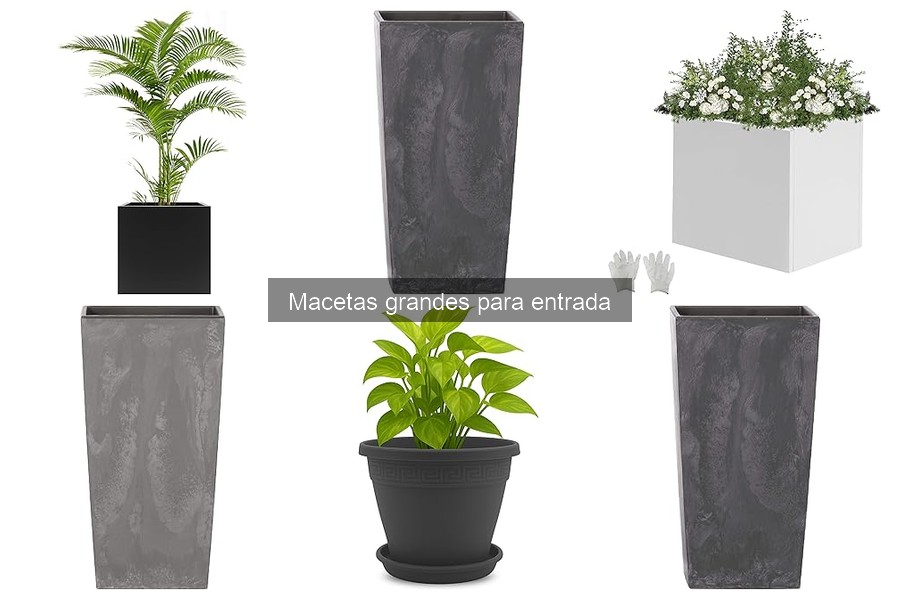 Plantas ideales para macetas grandes en entradas