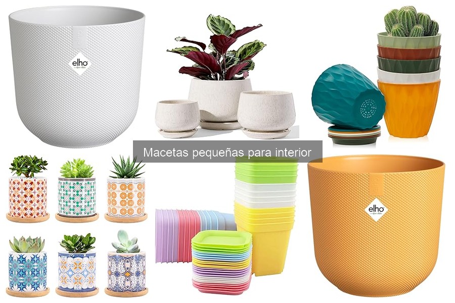 Plantas ideales para macetas pequeñas en interior