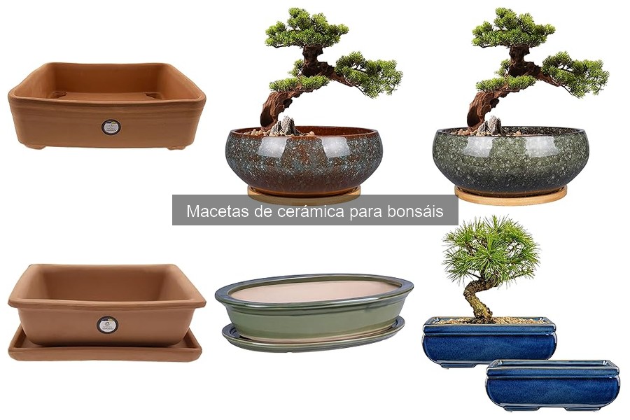 Precio promedio de macetas de cerámica para bonsáis