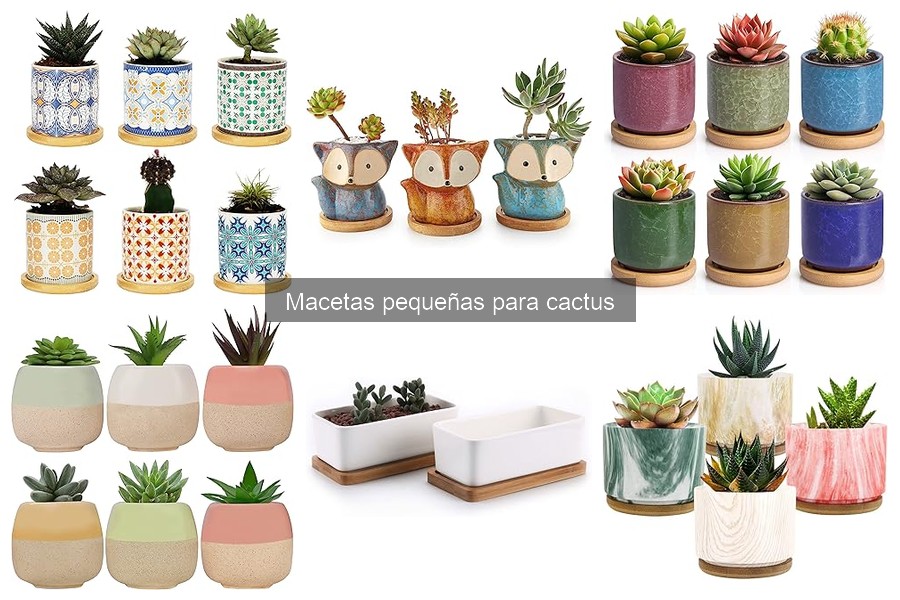 Precio promedio de macetas pequeñas para cactus