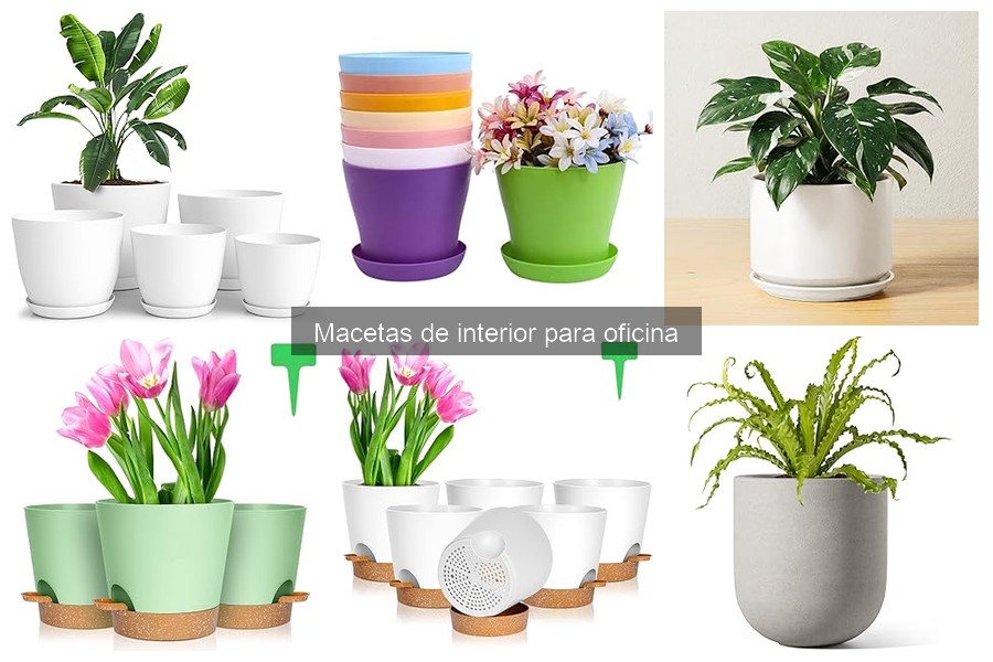 Precios de macetas de interior para oficina 2023