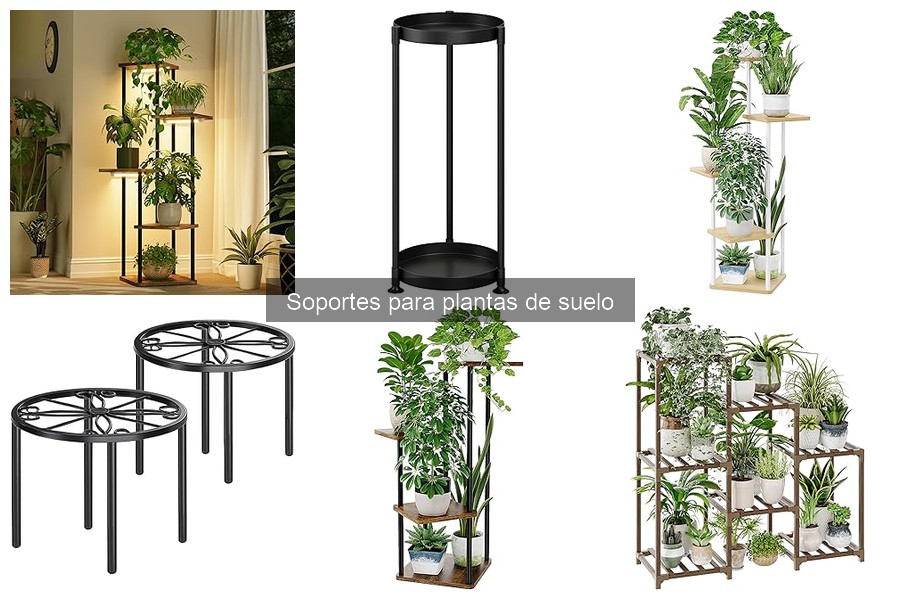 Precios de Soportes para Plantas de Suelo: Guía Actualizada
