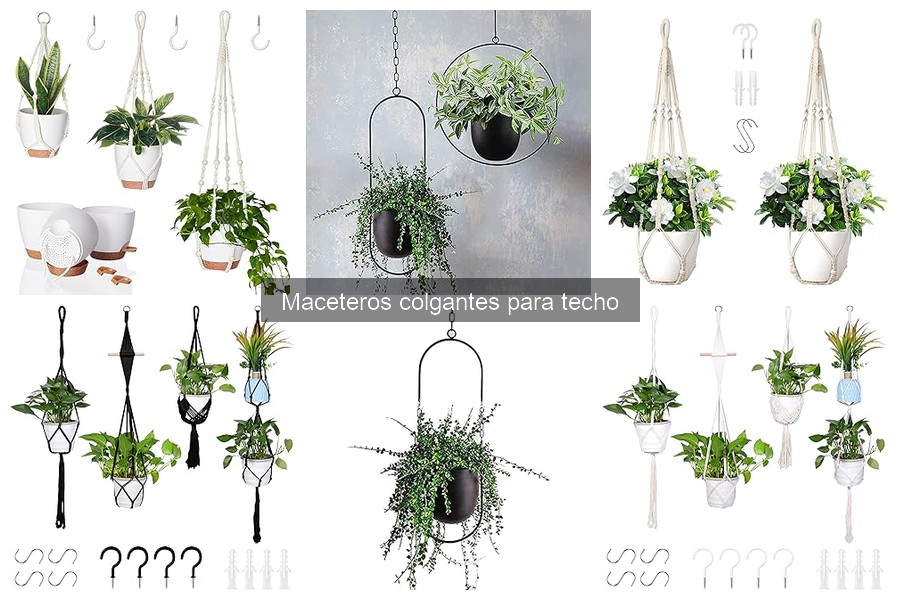 Precios y Dónde Comprar Maceteros Colgantes para Techo