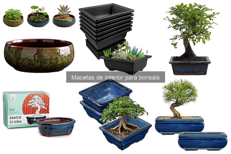 Problemas comunes al usar macetas de bonsáis y soluciones