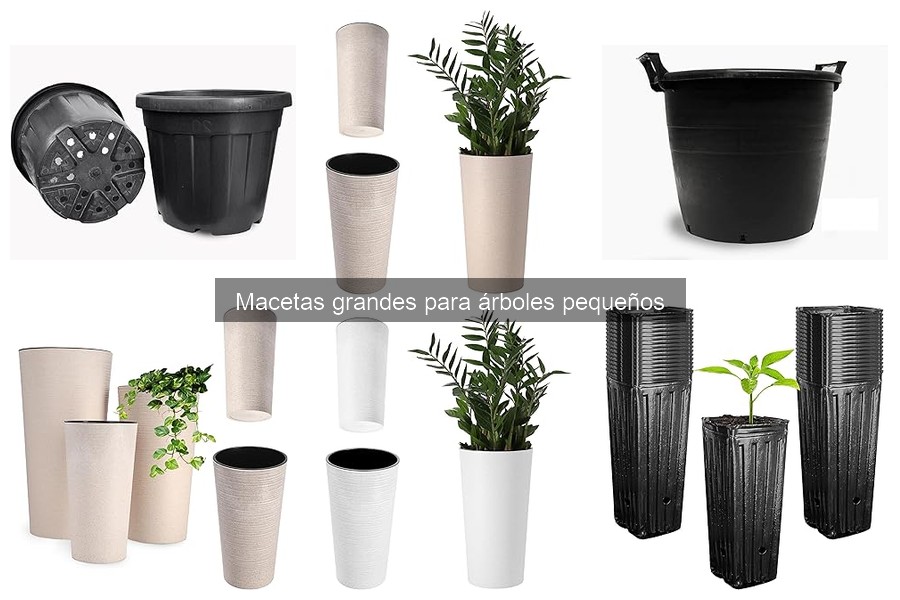 Problemas comunes al usar macetas grandes para árboles pequeños