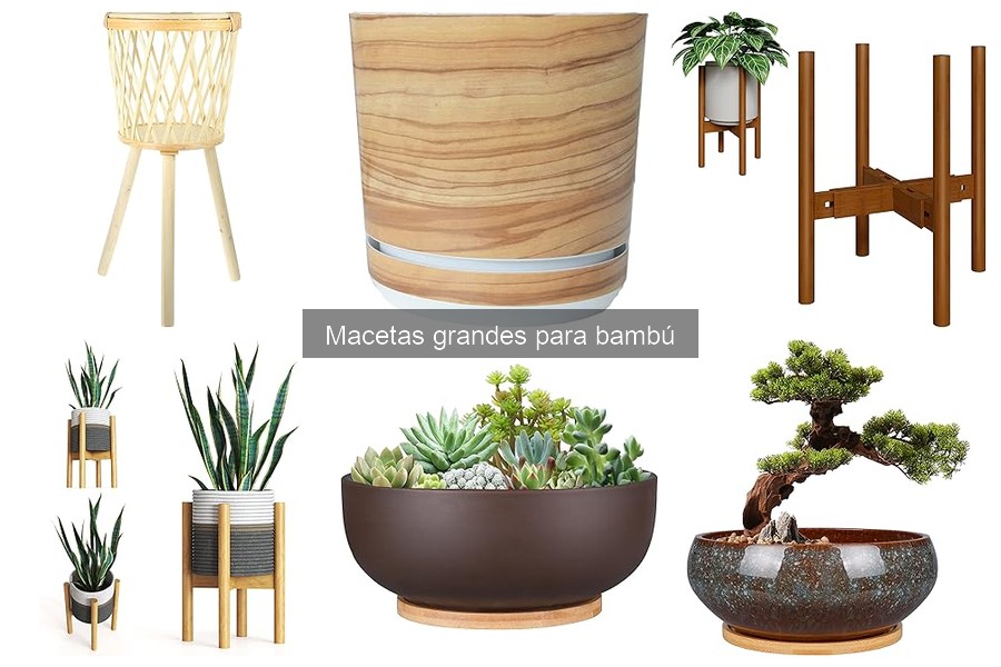 Problemas comunes al usar macetas grandes para bambú