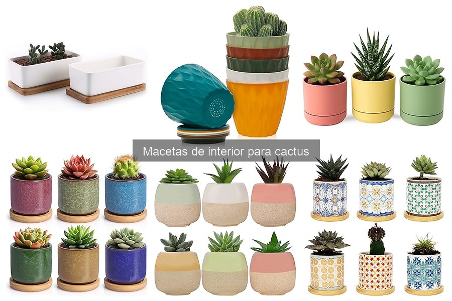 Problemas comunes al usar macetas para cactus en interiores