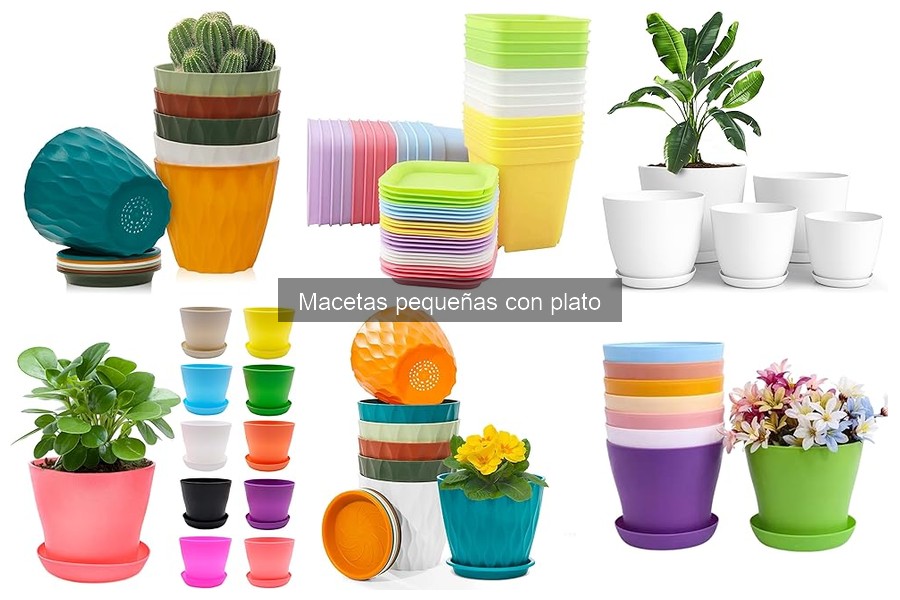 Problemas comunes al usar macetas pequeñas con plato