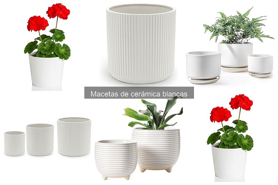 Problemas Comunes con Macetas de Cerámica Blancas