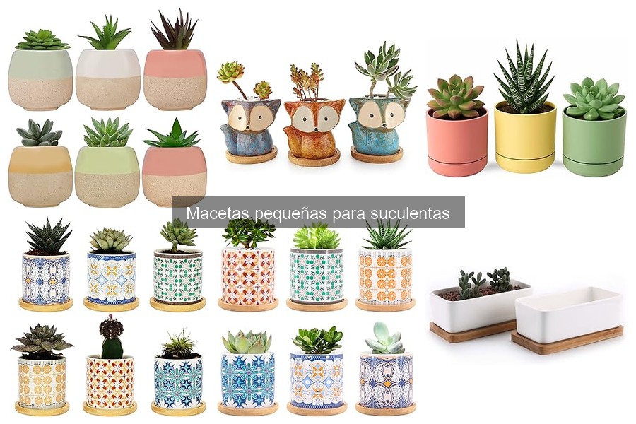 Problemas comunes con macetas pequeñas para suculentas