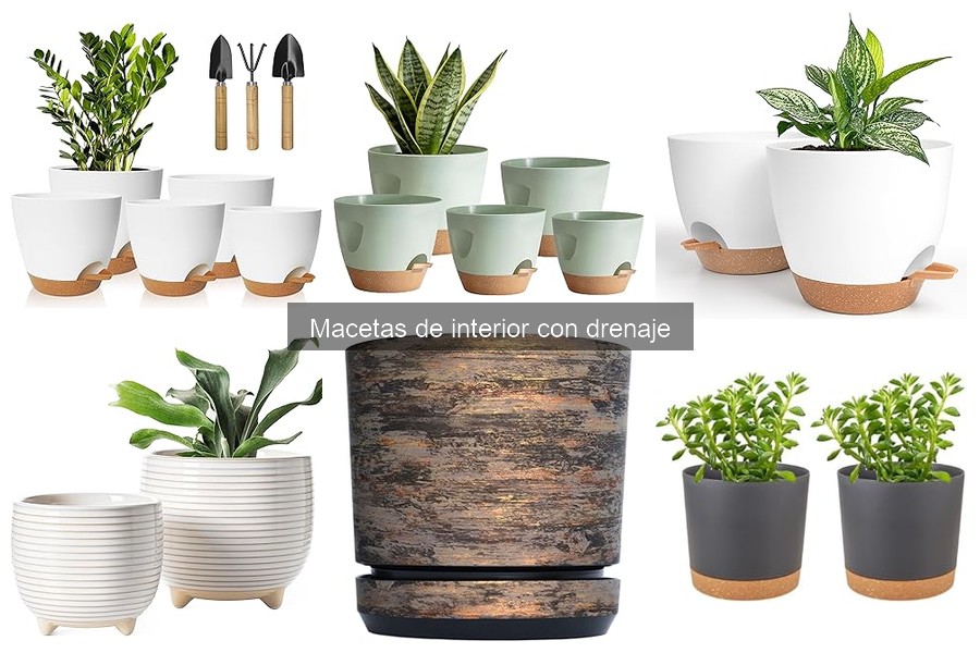 Problemas comunes de macetas de interior sin drenaje