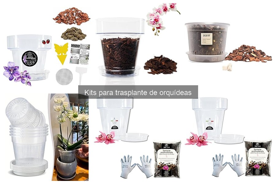¿Qué es un kit para trasplante de orquídeas? Descúbrelo aquí