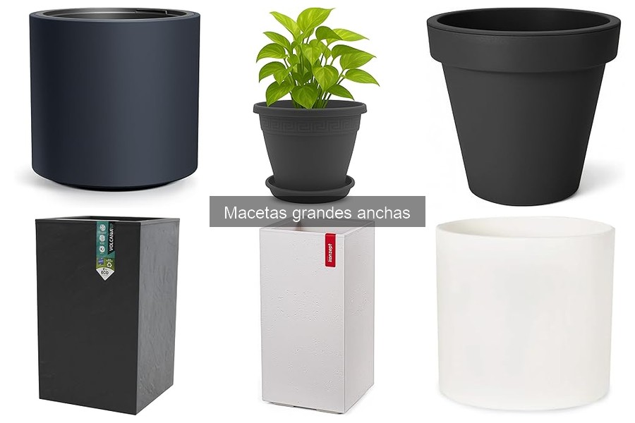 Qué son las macetas grandes anchas: características y beneficios