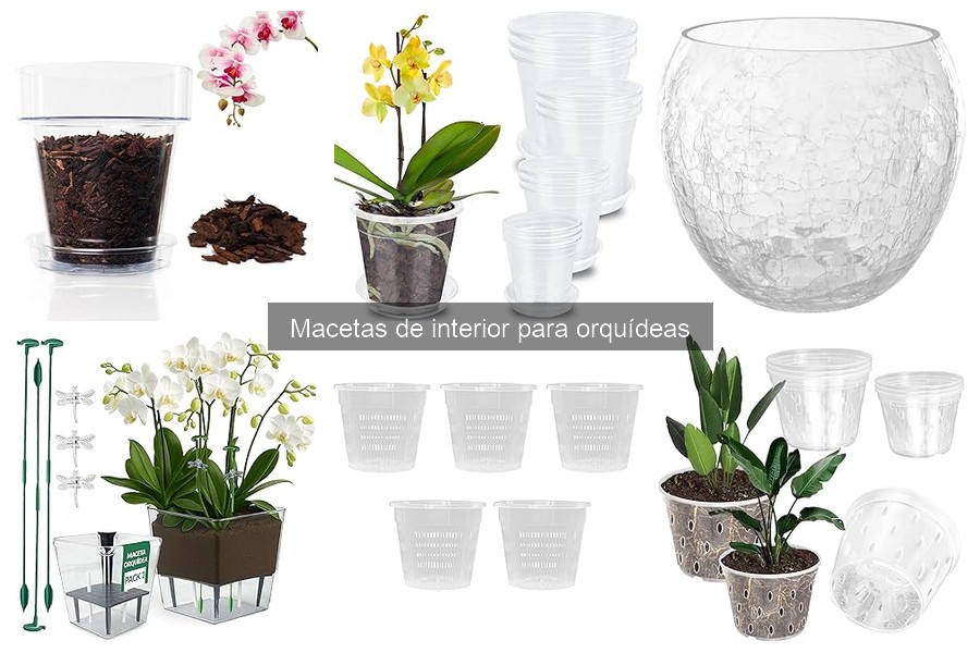 Requisitos de luz para orquídeas en macetas de interior