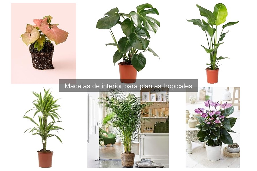 Tamaño Ideal de Macetas para Plantas Tropicales en Interior