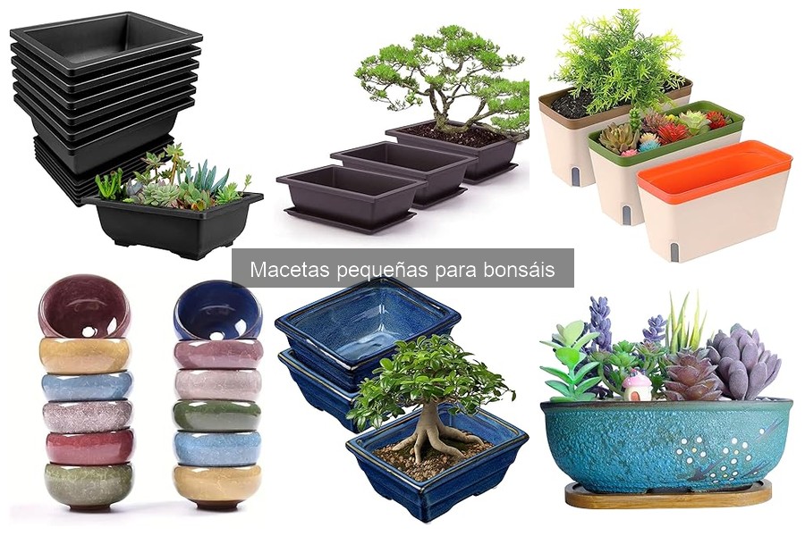 Testimonios sobre macetas pequeñas para bonsáis que debes conocer