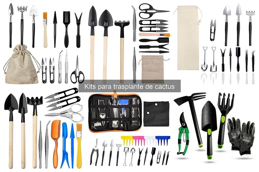Tipos de kits para trasplante de cactus: características y usos
