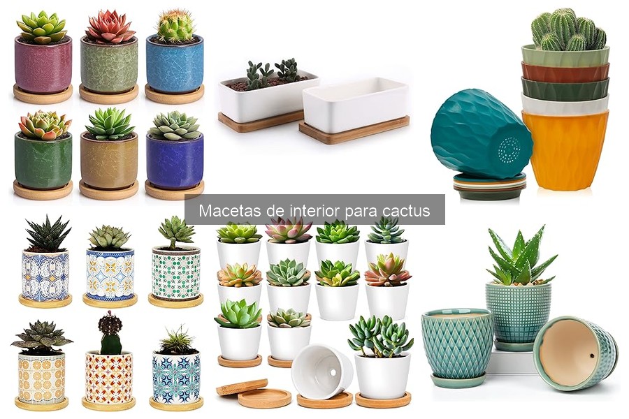 Tipos de Macetas Adecuadas para Cactus: Guía Informativa