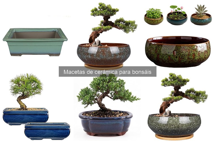 Tipos de macetas de cerámica para bonsáis: estilos y diseños
