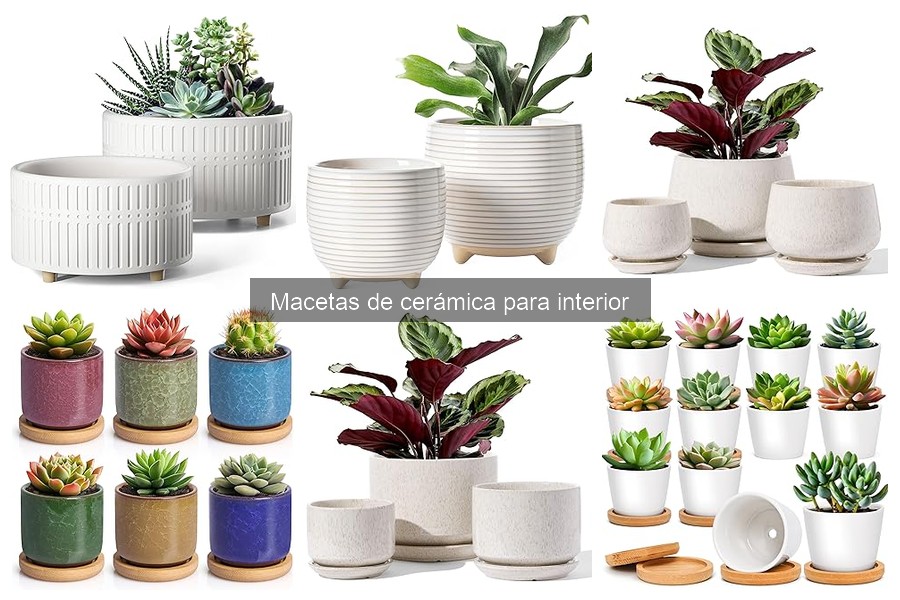 Tipos de Macetas de Cerámica para Interior: Guía Completa