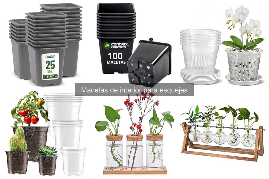 Tipos de macetas de interior para esquejes: Guía completa