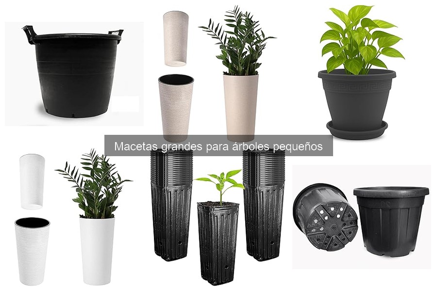 Tipos de macetas grandes para árboles pequeños