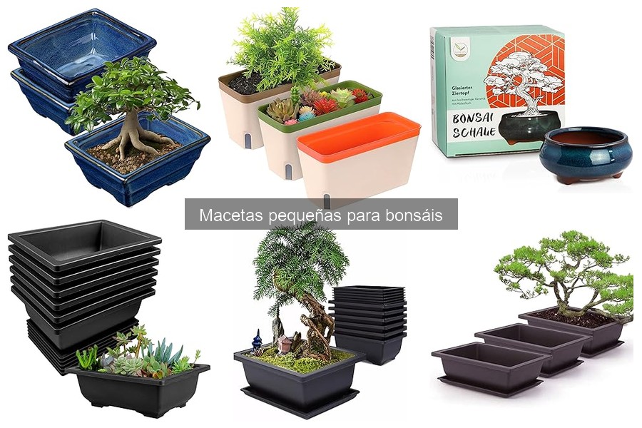 Tipos de macetas pequeñas para bonsáis: guía completa