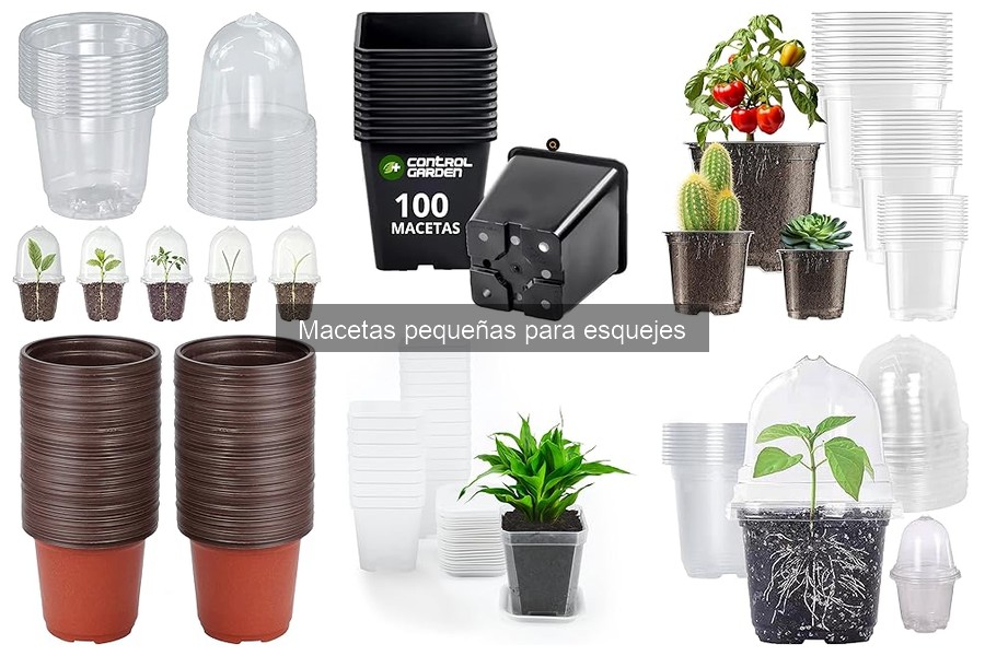 Tipos de macetas pequeñas para esquejes: guía completa
