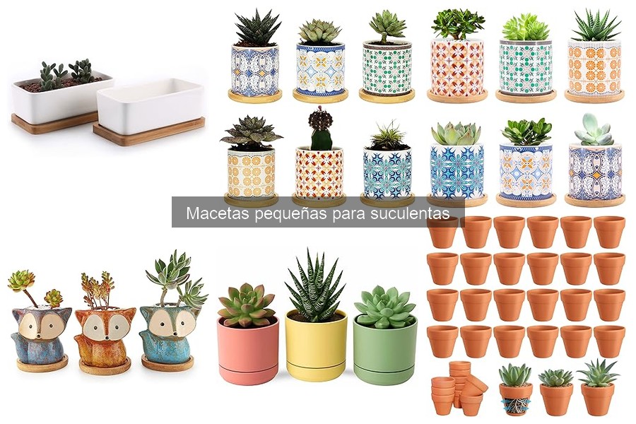Tipos de macetas pequeñas para suculentas: guía completa