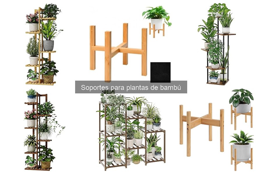 Tipos de soportes para plantas de bambú: Guía completa