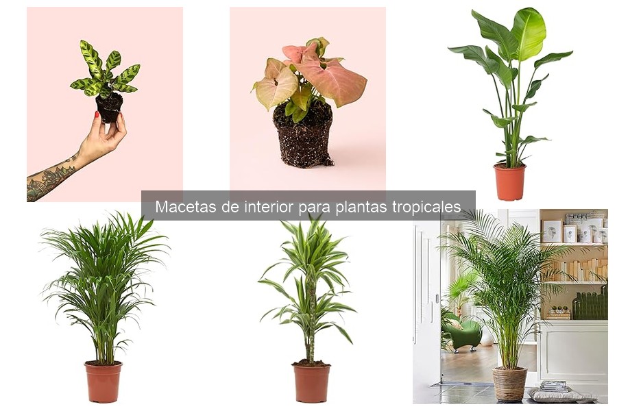 Tips Creativos para Decorar con Macetas de Plantas Tropicales