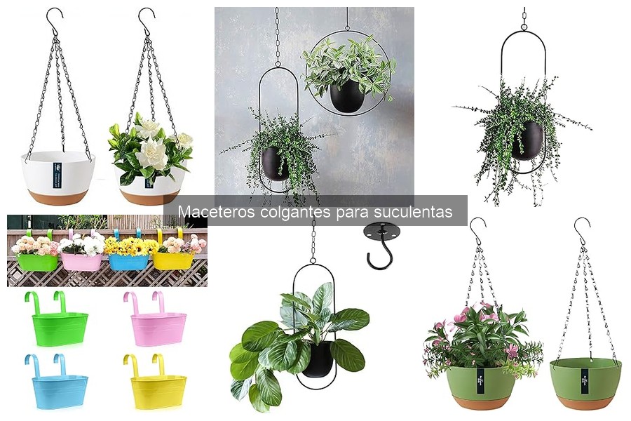 Ventajas de los maceteros colgantes para suculentas