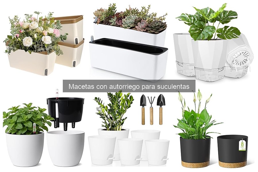 Ventajas de usar macetas con autorriego para suculentas