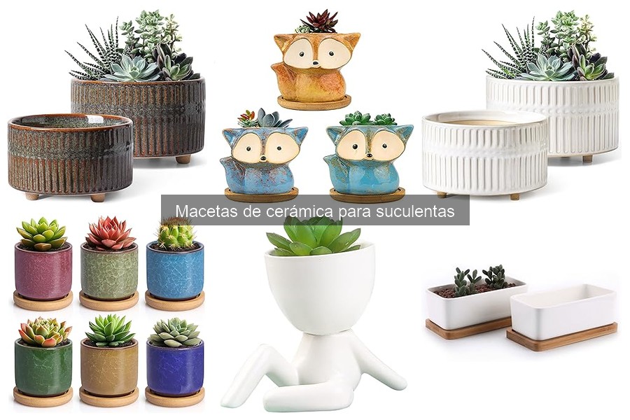 Ventajas de usar macetas de cerámica para suculentas