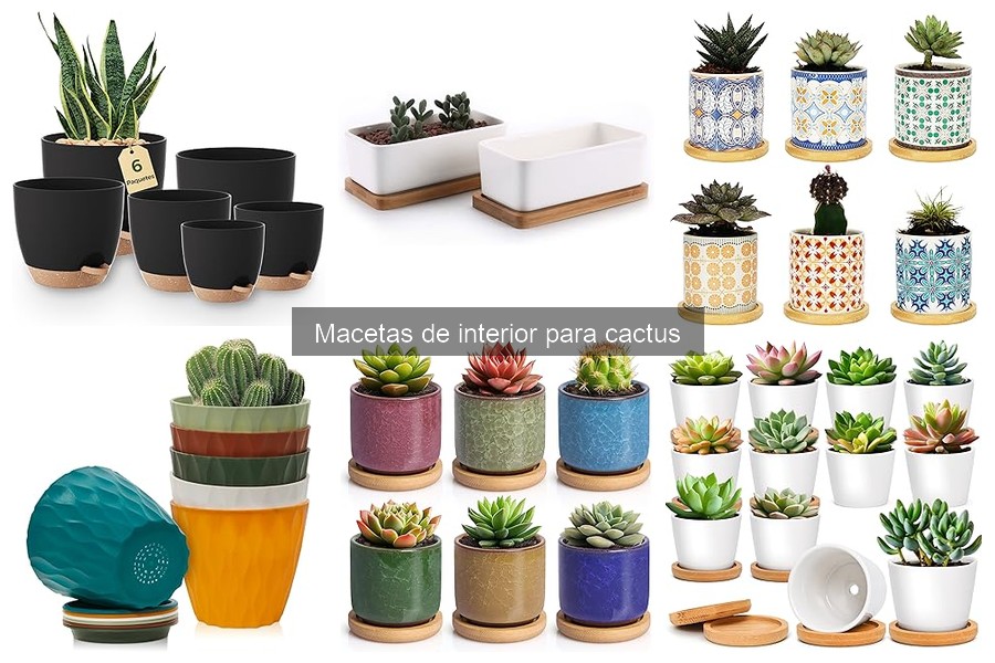 Ventajas de usar macetas específicas para cactus en interiores