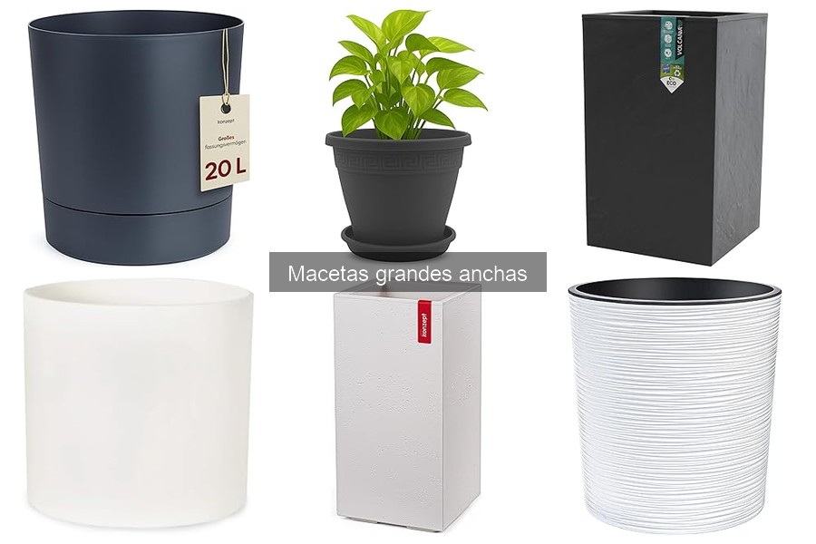 Ventajas de usar macetas grandes anchas en el hogar