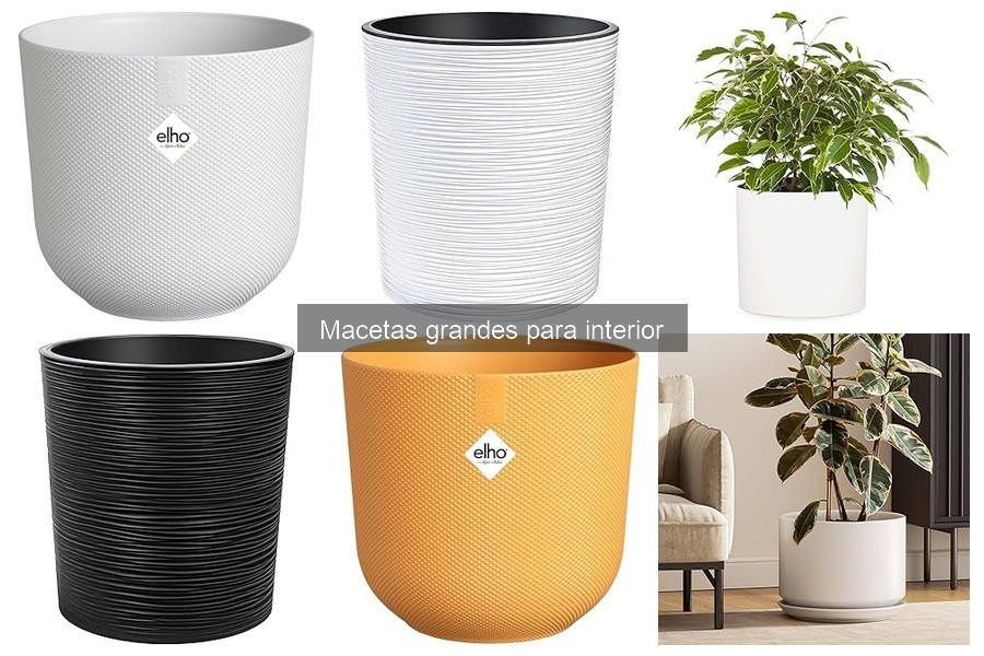Ventajas de usar macetas grandes para interior